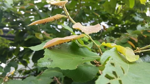 Black Ants making home in between leaf video footage Stock Footage 201851519