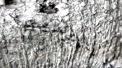 Black Ants Marching In A Line Stock Footage 33786345