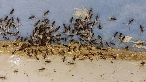 Black ants in migration, transporting their eggs. Stock Photos