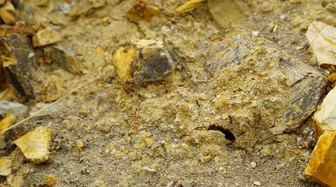 Black ants move in and out of hole Stock Footage 64051489