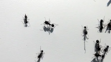 Black ants  move on a white sheet of paper Stock Footage 85670141
