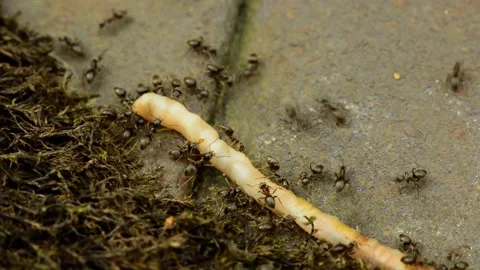 Black ants moving a dead earthworm Stock Footage 314472558