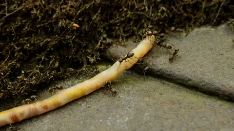 Black ants moving a dead earthworm Vidéo 314472941