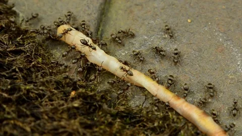 Black ants moving a dead earthworm 動画素材 314472995