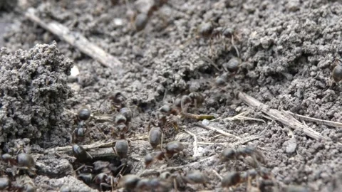 Black ants moving soil around nest hole, tilting Video stock 337800703