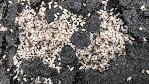 Black Ants Nest Stock Footage 247495884
