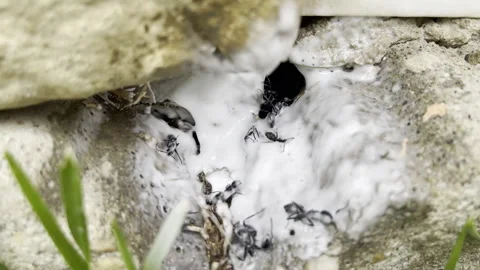 Black ants paralysis after spraying poisonous white foam, problem of insects Video stock 305162100