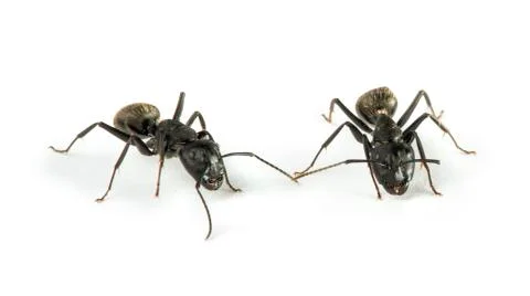 Black ants Stock Photos