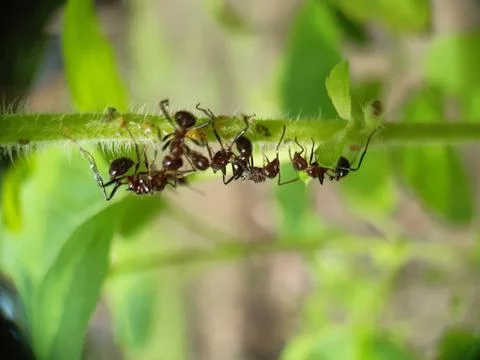 Black ants. Stock Photos