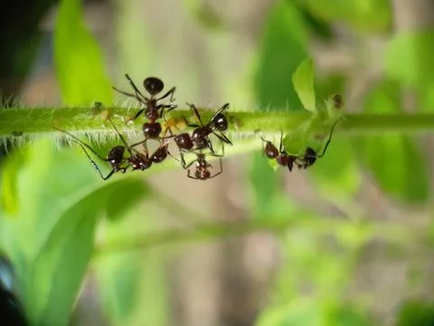 Black ants. Stock Photos