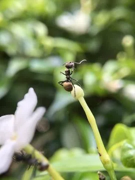 Black Ants Stock Photos