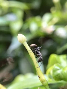 Black Ants Stock Photos