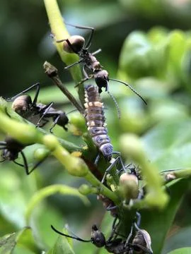 Black Ants Stock Photos