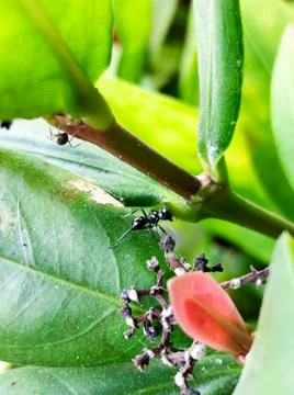 Black Ants Stock Photos