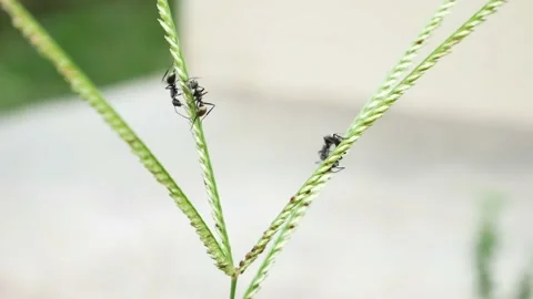 Black ants playing on the top of the grass 4K Stock Footage 153364317