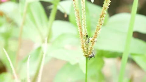 Black ants playing on the top of the grass 4K Stock Footage 153451262