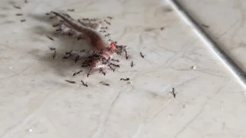 Black ants prey on lizards Stock Footage 221883873