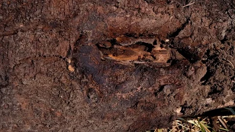 Black ants remove one small egg inside the old dead log Stock-Footage 97263185