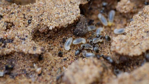 Black ants remove their larvae, macro photography Stock Footage 312220588