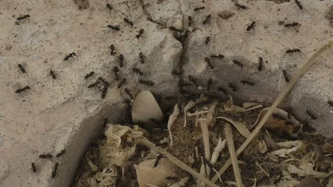 Black ants running to anthill Stock Footage 91190889