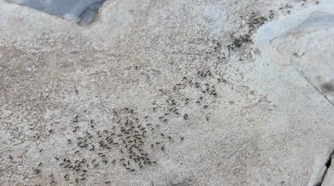 Black Ants running Stock Footage 10579563