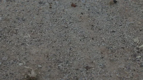 Black ants running on the ground Vidéo 55584425