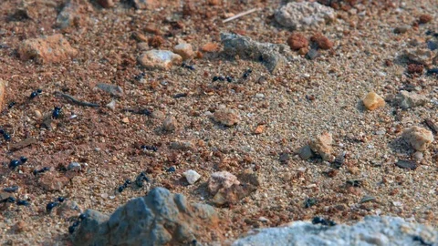 Black ants running on the ground Stock Footage 88591475