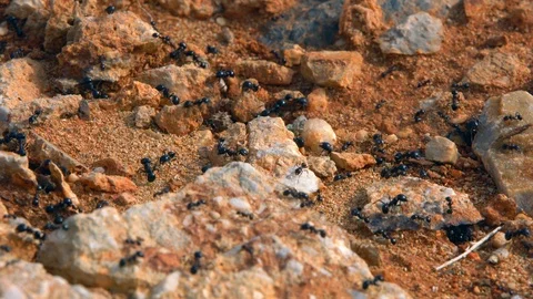 Black ants running on the ground Stock Footage 88591635