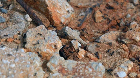 Black ants running on the ground Stock Footage 88822650