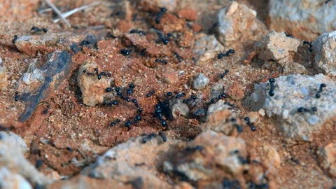 Black ants running on the ground Stock Footage 88822688