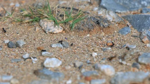 Black ants running on the ground Stock Footage 88822782