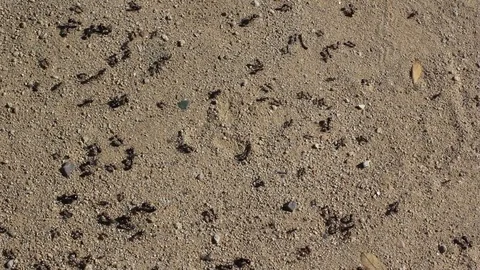 Black Ants Running On The Sand Vidéo 127920148