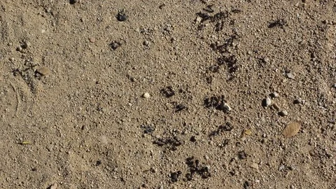 Black Ants Running On The Sand Video stock 127920175