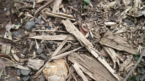 Black ants running on top of dry leaves Stock Footage 252544591