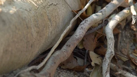 Black ants running on tree branches lying on ground in forest. Close up wild Stock Footage 90657455