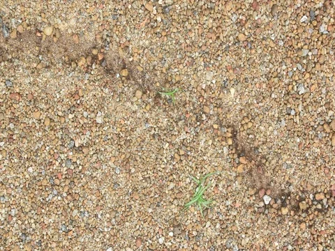 Black Ants in Sand Bed Stock Footage 77659086