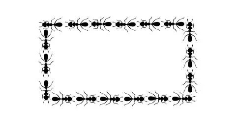 Black ants square border. Ants forming rectangular shape isolated in white Stock Illustration