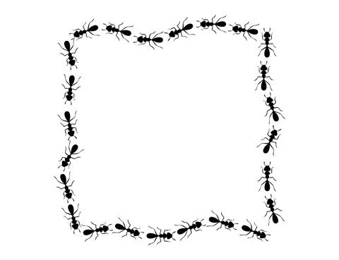 Black ants square border. Ants forming rectangular shape isolated in white Stock Illustration