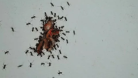 Black ants swarm intelligence carrying human food scrap on white wall Stock Footage 340223442