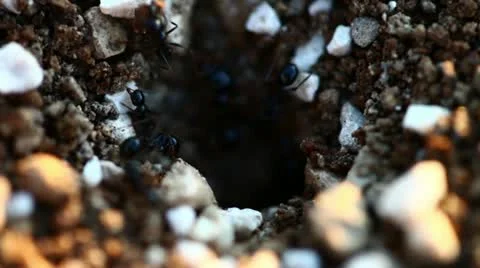 Black ants in their anthill Stock Footage 10903031