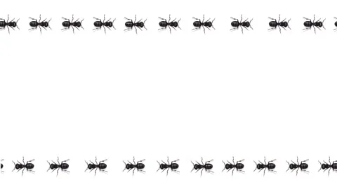 Black ants trail marching horizontally animated video. White and green screen Stock Footage 172248118