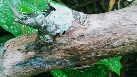 Black ants walk on tree trunks Stock Footage 231272097