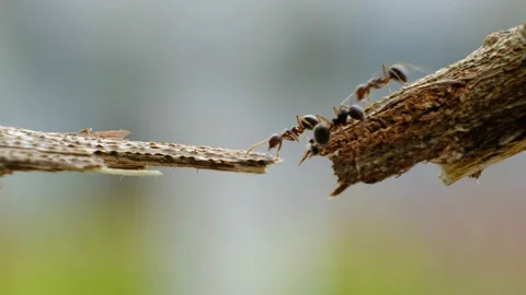 Black ants walking on crack of tree 動画素材 132095849