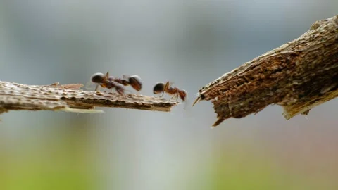 Black ants walking on crack of tree 動画素材 132095918