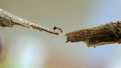 Black ants walking on crack of tree 動画素材 133802517