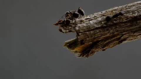 Black ants walking on crack of tree 動画素材 133802618