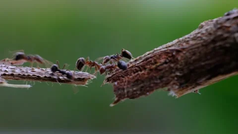 Black ants walking on crack of tree 動画素材 133802761