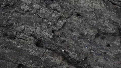 Black ants walking on dried tree. Stock Footage 86342123