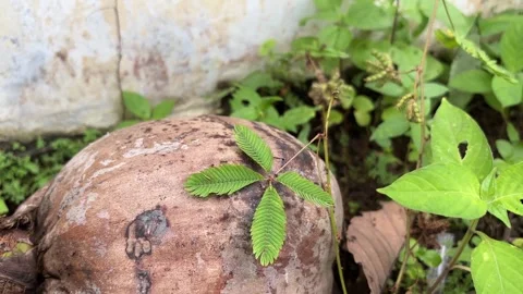 Black ants walking on dry coconut Stock Footage 327216163