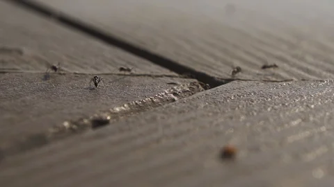 Black ants walking Stock Footage 124877590